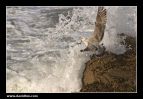 CRW_0796.jpg