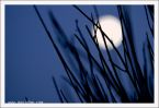 IMG_2630.jpg
